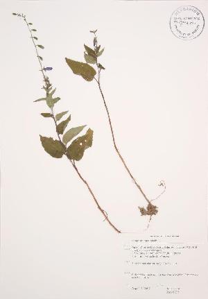  ( - JAG 0739WP)  @11 [ ] CreativeCommons - Attribution Share-Alike (2012) University of Guelph OAC BIO Herbarium