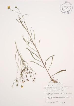  ( - JAG 0300WP)  @11 [ ] CreativeCommons - Attribution Share-Alike (2012) University of Guelph OAC BIO Herbarium