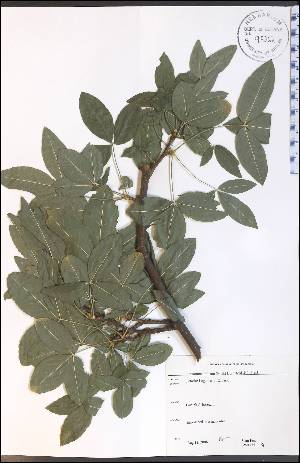  (Laburnum alpinum - SW135WEP)  @11 [ ] CreativeCommons - Attribution Non-Commercial Share-Alike (2012) University of Guelph, Canada OAC-BIO Herbarium