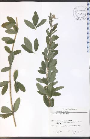  (Lespedeza capitata - SW121WEP)  @11 [ ] CreativeCommons - Attribution Non-Commercial Share-Alike (2012) University of Guelph, Canada OAC-BIO Herbarium