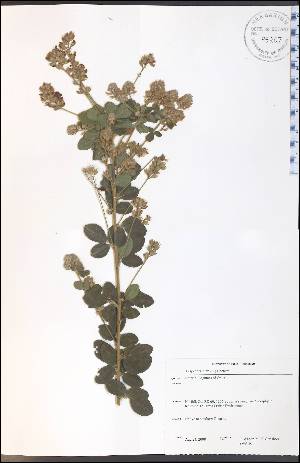  (Lespedeza hirta - SW141WEP)  @11 [ ] CreativeCommons - Attribution Non-Commercial Share-Alike (2012) University of Guelph, Canada OAC-BIO Herbarium