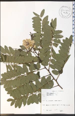  (Robinia viscosa - SW131WEP)  @11 [ ] CreativeCommons - Attribution Non-Commercial Share-Alike (2012) University of Guelph, Canada OAC-BIO Herbarium