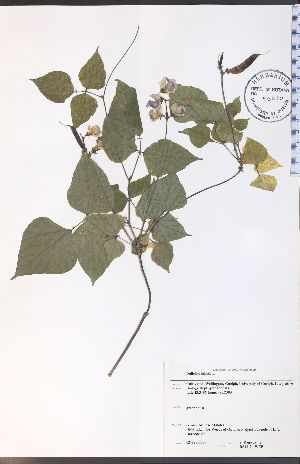  ( - RS11-2WEP)  @11 [ ] CreativeCommons - Attribution Share-Alike (2012) University of Guelph OAC-BIO Herbarium