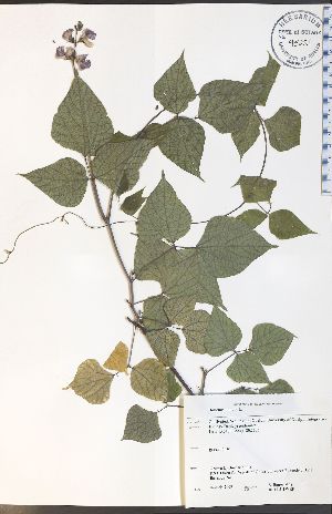  ( - RS11-3WEP)  @11 [ ] CreativeCommons - Attribution Share-Alike (2012) University of Guelph OAC-BIO Herbarium