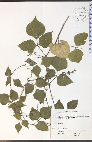  ( - RS15-1WEP)  @11 [ ] CreativeCommons - Attribution Share-Alike (2012) University of Guelph OAC-BIO Herbarium