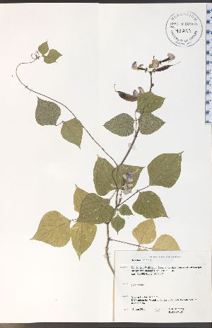  ( - RS15-2WEP)  @11 [ ] CreativeCommons - Attribution Share-Alike (2012) University of Guelph OAC-BIO Herbarium