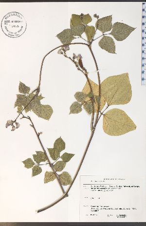  ( - RS15-4WEP)  @11 [ ] CreativeCommons - Attribution Share-Alike (2012) University of Guelph OAC-BIO Herbarium