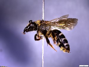  ( - Bram_111)  @11 [ ] Unspecified (default): All Rights Reserved (2024) Francesca Romana Dani Department of Biology, University of Florence