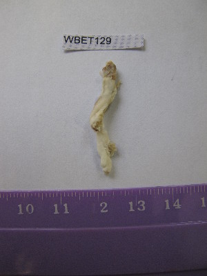 ( - WBET129)  @12 [ ] Unspecified (default): All Rights Reserved  Unspecified Unspecified