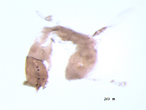  ( - BIOUG03312-G04)  @12 [ ] CreativeCommons - Attribution (2013) Trevor Bringloe Centre for Biodiversity Genomics
