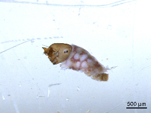  ( - BIOUG06975-C10)  @12 [ ] CreativeCommons - Attribution (2013) Trevor Bringloe Centre for Biodiversity Genomics
