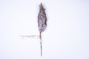  ( - MUSM25686)  @11 [ ] Copyright (2024) Unspecified Departamento de Mastozoologia - MUSM