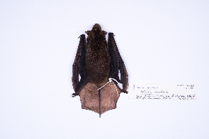  ( - MUSM36695)  @11 [ ] Copyright (2024) Unspecified Departamento de Mastozoologia - MUSM