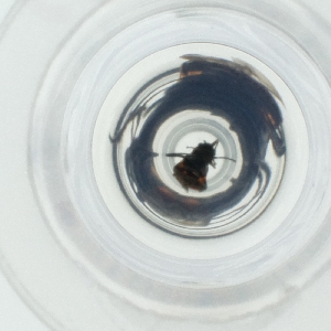  ( - WFEN_039_D5)  @11 [ ] by  Genome Research Ltd as Wellcome Sanger Institute Genome Research Limited operating as Wellcome Sanger Institute