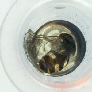  ( - WFEN_044_H10)  @11 [ ] by  Genome Research Ltd as Wellcome Sanger Institute Genome Research Limited operating as Wellcome Sanger Institute