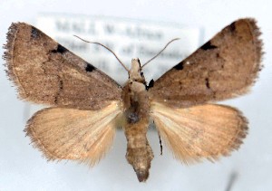  (Noctuidae sp. RB6 - 27144-151109-MA)  @11 [ ] Copyright (2024) Robert Borth Unspecified