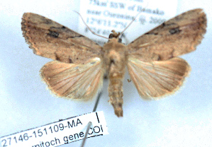  (Noctuidae sp. RB7 - 27146-151109-MA)  @11 [ ] Copyright (2024) Robert Borth Unspecified