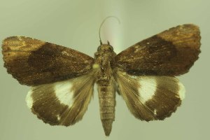  ( - 28022-280404-SL)  @11 [ ] Copyright (2025) Robert Borth Unspecified