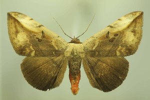  ( - 28023-140418-VI)  @11 [ ] Copyright (2025) Robert Borth Unspecified