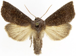  ( - 28066-040924-IL)  @11 [ ] Copyright (2025) Hugo Kons Jr Unspecified