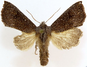  (Papaipema HLK8 - 28069-151120-WI)  @11 [ ] Copyright (2025) Hugo Kons Jr Unspecified