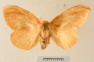  ( - USNM ENT 00930403)  @11 [ ] CreativeCommons - Attribution Share-Alike (2025) Unspecified Smithsonian Institution, National Museum of Natural History, Entomological Collection