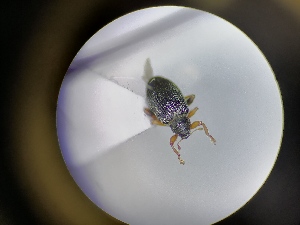  ( - B29_WB2562)  @11 [ ] CreativeCommons  Attribution Share-Alike (2022) M. Volf Biology Center CAS, Institute of Entomology