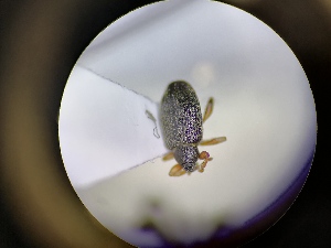  ( - B30_WB2562)  @11 [ ] CreativeCommons  Attribution Share-Alike (2022) M. Volf Biology Center CAS, Institute of Entomology