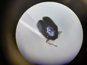  ( - B38_WB2776)  @11 [ ] CreativeCommons  Attribution Share-Alike (2022) M. Volf Biology Center CAS, Institute of Entomology