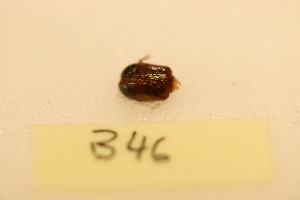  ( - B46_WB2827)  @11 [ ] CreativeCommons  Attribution Share-Alike (2022) M. Volf Biology Center CAS, Institute of Entomology