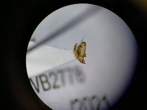  ( - B52_WB2476)  @11 [ ] CreativeCommons  Attribution Share-Alike (2022) M. Volf Biology Center CAS, Institute of Entomology