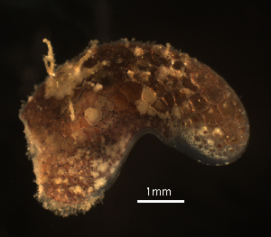  ( - OIMB_049)  @11 [ ] CreativeCommons  Attribution Non-Commercial (2018) Unspecified The Smithsonian Institution National Museum of Natural History, Department of Invertebrate Zoology