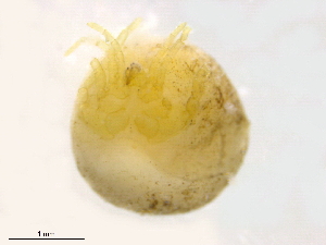  ( - BIOUG31160-G12)  @11 [ ] CreativeCommons - Attribution (2016) CBG Photography Group Centre for Biodiversity Genomics