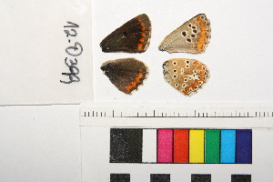  ( - RVcoll.13-S419)  @12 [ ] Butterfly Diversity and Evolution Lab (2014) Roger Vila Institute of Evolutionary Biology