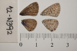  ( - RVcoll.13-S463)  @12 [ ] Butterfly Diversity and Evolution Lab (2014) Roger Vila Institute of Evolutionary Biology