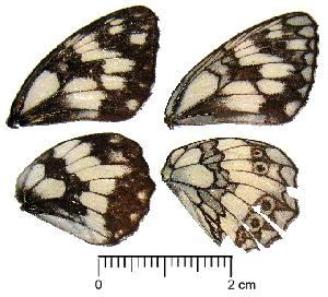  ( - RVcoll.13-S467)  @12 [ ] Butterfly Diversity and Evolution Lab (2014) Roger Vila Institute of Evolutionary Biology