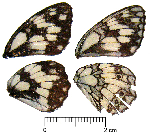  ( - RVcoll.13-S468)  @12 [ ] Butterfly Diversity and Evolution Lab (2014) Roger Vila Institute of Evolutionary Biology