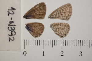  ( - RVcoll.14-D927)  @12 [ ] Butterfly Diversity and Evolution Lab (2014) Roger Vila Institute of Evolutionary Biology