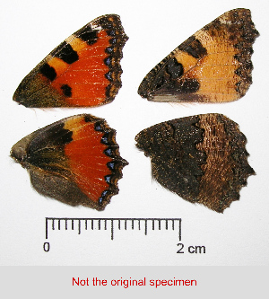  ( - RVcoll.13-T222)  @11 [ ] Copyright (2024) Unspecified Institut de Biologia Evolutiva (CSIC-UPF), Butterfly Diversity and Evolution Lab