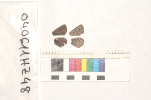  ( - RVcoll.040611HZ48)  @12 [ ] Butterfly Diversity and Evolution Lab (2014) Roger Vila Institute of Evolutionary Biology