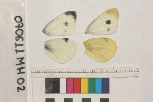  ( - RVcoll.070611MH02)  @12 [ ] Butterfly Diversity and Evolution Lab (2014) Roger Vila Institute of Evolutionary Biology