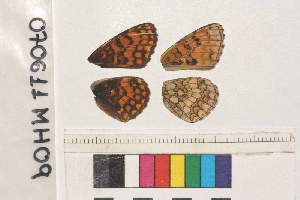  ( - RVcoll.070611MH09)  @12 [ ] Butterfly Diversity and Evolution Lab (2014) Roger Vila Institute of Evolutionary Biology