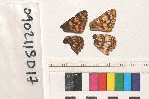 ( - RVcoll.090211SD17)  @12 [ ] Butterfly Diversity and Evolution Lab (2014) Roger Vila Institute of Evolutionary Biology