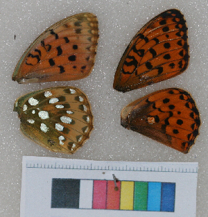  ( - RVcoll.09-X861)  @12 [ ] Butterfly Diversity and Evolution Lab (2014) Roger Vila Institute of Evolutionary Biology