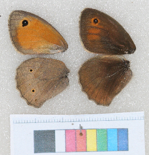  ( - RVcoll.12-N775)  @11 [ ] Butterfly Diversity and Evolution Lab (2014) Roger Vila Institute of Evolutionary Biology