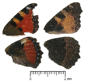  ( - RVcoll.13-T223)  @11 [ ] Butterfly Diversity and Evolution Lab (2014) Roger Vila Institute of Evolutionary Biology