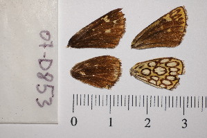  ( - RVcoll.07-D853)  @12 [ ] Copyright (2012) Roger Vila Institute of Evolutionary Biology