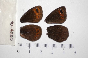  ( - RVcoll.10-A650)  @12 [ ] Copyright (2012) Roger Vila Institute of Evolutionary Biology