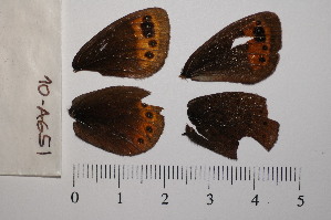  ( - RVcoll.10-A651)  @12 [ ] Copyright (2012) Roger Vila Institute of Evolutionary Biology