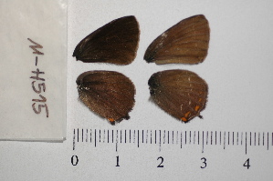  ( - RVcoll.11-H515)  @12 [ ] Copyright (2012) Roger Vila Institute of Evolutionary Biology